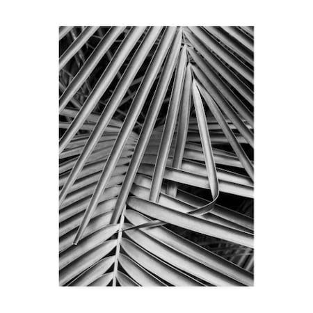 Monte Nagler 'Cycad Michigan' Canvas Art,14x19